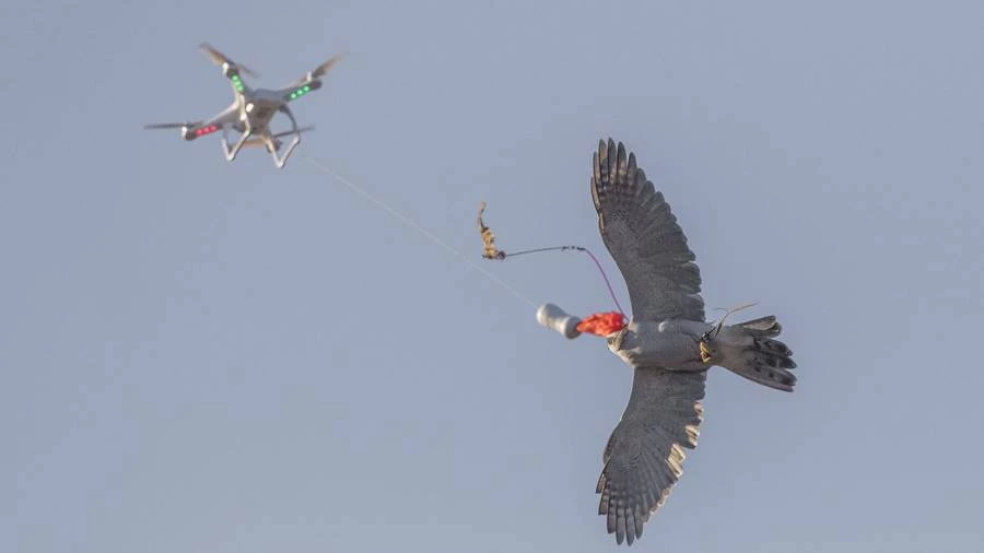 Αστυνομικός καταρρίπτει drones με… γεράκι – Εντυπωσιακό βίντεο